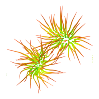 3d illustration of Imperata grass isolated on transparent canvas from top view png