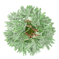 collection of Bamboo Tree in pot with realistic style from top view png