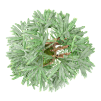 3d illustration of Bamboo Tree in pot isolated on transparent canvas from top view png