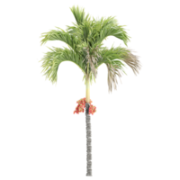 3d rendering of Betel Nut Tree isolated on transparent Canvas png