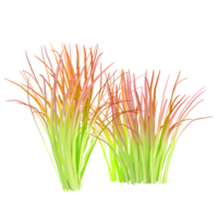 3d illustration of Imperata grass isolated on transparent canvas png