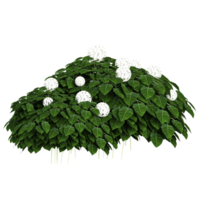 3d illustration of Hydrangea plant isolated on transparent canvas png