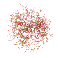 3d illustration of imperata cylindrica red baron grass isolated on transparent canvas from top view png