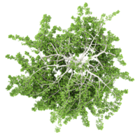 3d illustration of willow tree isolated on transparent canvas from top view png