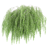3d illustration of willow tree isolated on transparent canvas png