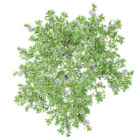 3d illustration of Kalmia Latifolia flower plants isolated on transparent Canvas from top view png