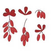 set with barberry berry and leaves. Botanical illustration for greeting card and banner. Berries for vitamin tea. vector