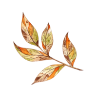 Autumn leaves on a twig in brown, orange, yellow and green colors watercolor illustration. Botanical decoration for Thanksgiving, Halloween, fall and harvest festival. Seasonal design Isolated png