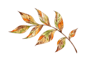 Autumn leaves on a twig in brown, orange, yellow and green colors watercolor illustration. Botanical decoration for Thanksgiving, Halloween, fall and harvest festival. Seasonal design Isolated png