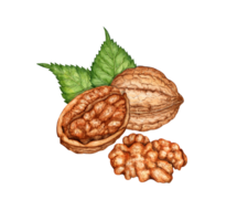 Whole walnut, chopped and kernel with watercolor illustration of green leaves isolated from background. Realistic texture and natural colors of the shell and kernel the nut. Ideal cooking, botanical png