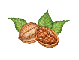 Whole walnut and half kernel with green leaves, watercolor illustration isolated from background. Realistic texture and natural colors of the shell and kernel of the nut. Perfect cooking, botanical png