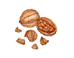 Whole walnut and half kernel with chopped shell watercolor illustration isolated from background. Realistic texture and natural colors of the shell and kernel of the nut. Perfect cooking, botanical png