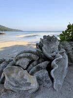 Giant clam fossil on the coast of Karimunjawa island photo