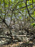 Branches of trees on the edge of the white sand beach photo