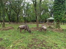 The wildebeests eating the grass in a natural setting in the zoo photo