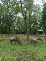 The wildebeests eating the grass in a natural setting in the zoo photo