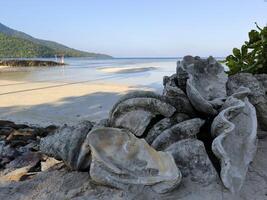 Giant clam fossil on the coast of Karimunjawa island photo