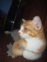 Handsome cat posing casually photo