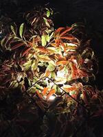 Leaves that look radiant when highlighted by garden lights photo