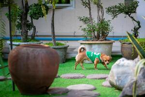 A Pomeranian dog is happily playing in the garden. photo