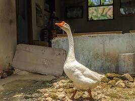 A lone white goose stands proudly in a rustic backyard setting, its long neck arched and its orange beak pointed towards the sky. photo