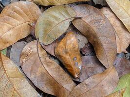 A close-up of dry leaves on the forest floor in various shades of brown and green. photo