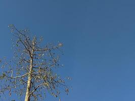 Tree branches against clear blue sky, ideal for naturethemed designs, environmental concepts, outdoor activities, or peaceful backgrounds in various visual projects. photo