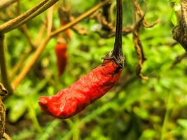 A close-up of a single dried red chili pepper hanging from a branch. Chili peppers have wrinkled skin and a dark red color. The background is opaque green. photo
