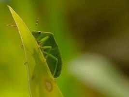 A vibrant green shield bug crawling on a leaf, showcasing its intricate details and striking color against the natural green background. photo
