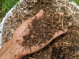 A handful of organic fertilizer is dark brown, rich in nutrients. The fertilizer is made from compost and manure. photo