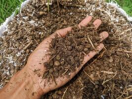 A handful of organic fertilizer is dark brown, rich in nutrients. The fertilizer is made from compost and manure. photo