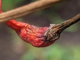 A close-up of a single dried red chili pepper hanging from a branch. Chili peppers have wrinkled skin and a dark red color. The background is opaque green. photo