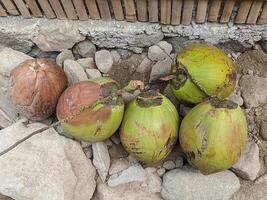A cluster of green coconuts with brown husks, resting on a bed of stones and surrounded by a bamboo wall. The coconuts have a tropical feel and are perfect for a summer theme. photo