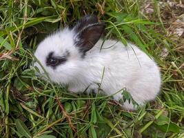 A tiny white and black bunny is nestled in a patch of green grass. The bunny has big, dark eyes and long ears. photo