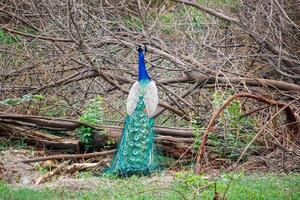 Peacock perched on a branch, tail feathers partially displayed, natural environment photo