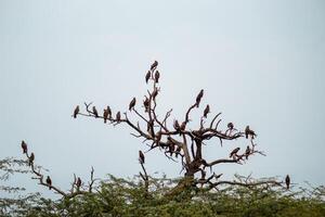 Flock of Birds Perched on Dead Tree. Many Birds Perched on a Twisted Branch photo
