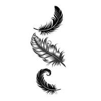 A set of feathers that are black and white vector