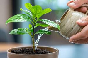 A hand watering a plant in a pot photo