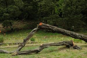 An image of a broken tree in the middle park lake photo