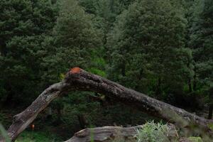 An image of a broken tree in the middle park lake photo