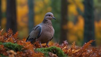 a close up of a dove with autumn leaves in the background photo