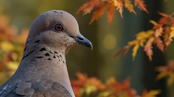 a close up of a dove with autumn leaves in the background photo