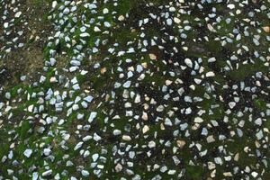 A moss covered tree trunk with pebbles and stones photo