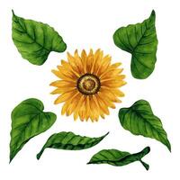 Watercolor sunflowers set with isolated flower and leaves for floral compositions and arrangements. Hand drawn botanical illustration. Design elements for postcard, invitation, logo, background vector
