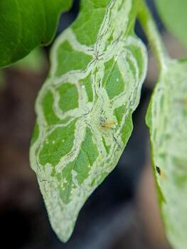 macro shot of a tomato plant leaf damaged by a leaf miner insect. The leaf shows distinctive white trails and a small larva. photo