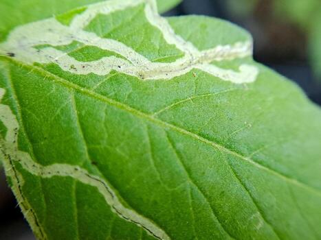 macro shot of a tomato plant leaf damaged by a leaf miner insect. The leaf shows distinctive white trails and a small larva. photo