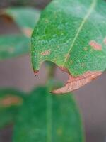 green leaf with numerous holes eaten by insects. The leaf veins and edges are clearly visible. photo