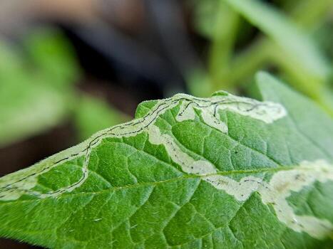 macro shot of a tomato plant leaf damaged by a leaf miner insect. The leaf shows distinctive white trails and a small larva. photo