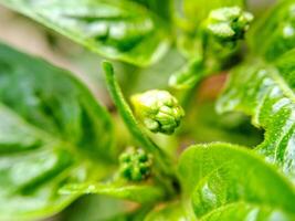 macro shot of a blooming chili pepper flower, showcasing its delicate petals and vibrant green color. Perfect for botanical, gardening. photo