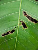 green leaf with numerous holes eaten by insects. The leaf veins and edges are clearly visible. photo
